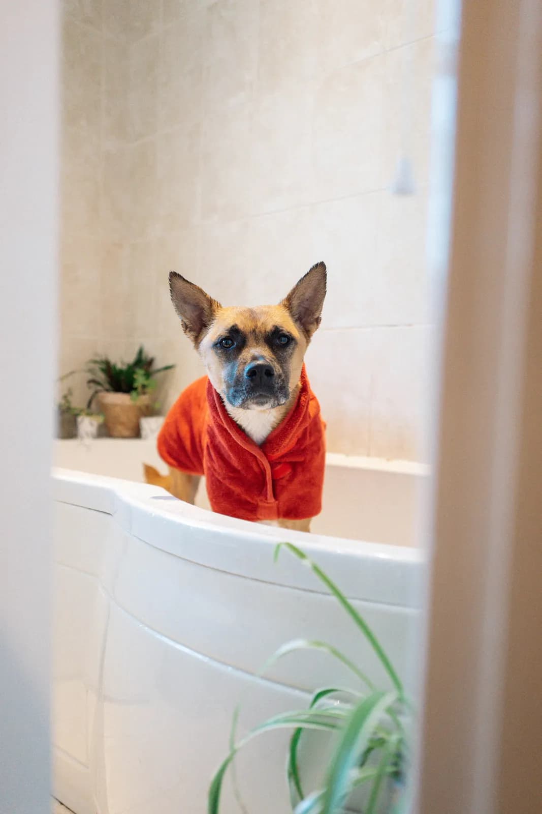 A dog waiting happily for a grooming appointment at Highland Paws