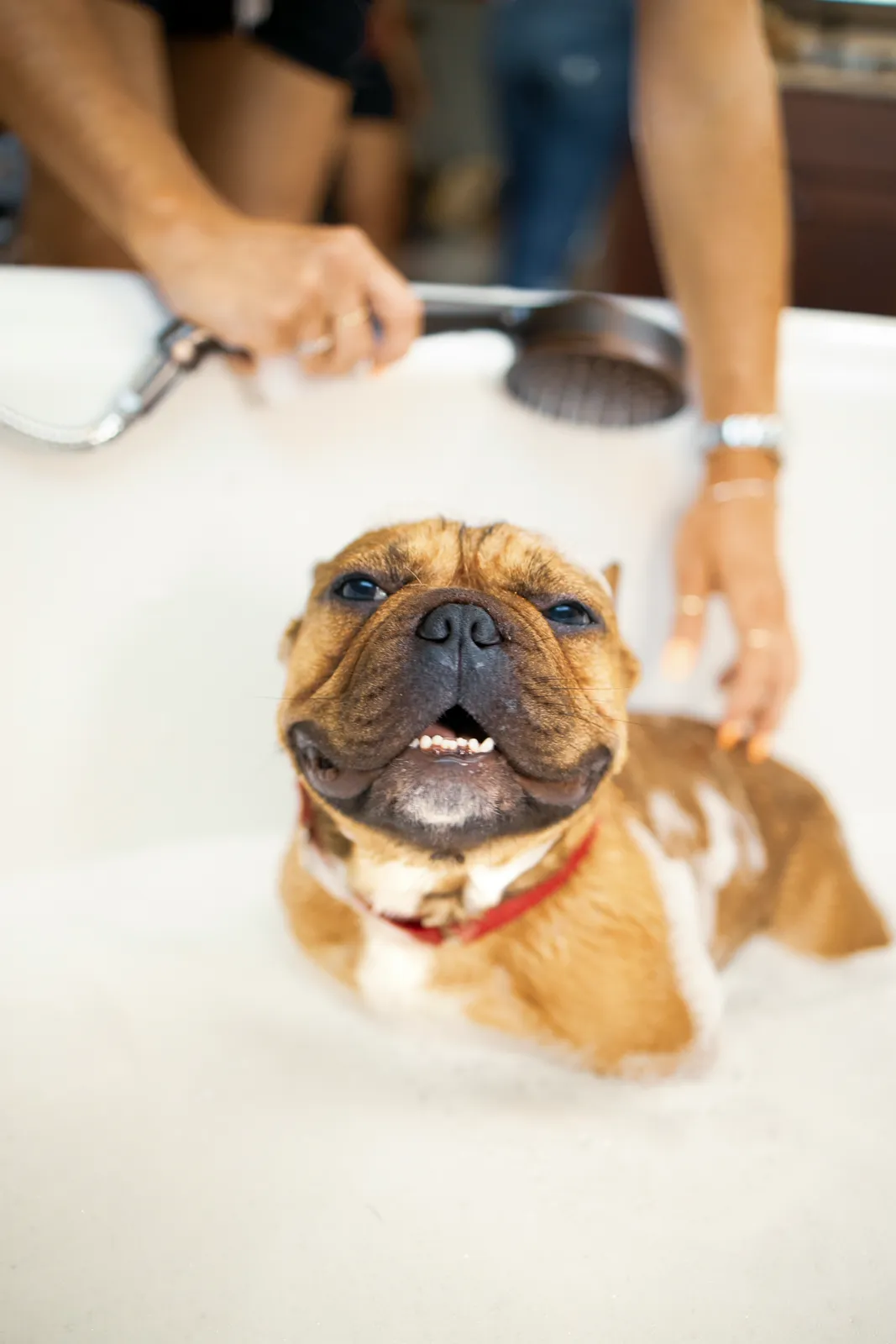 Dog being bathed and blow dried at Highland Paws grooming salon