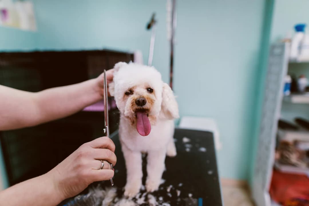 Professional full groom at Highland Paws Inverness