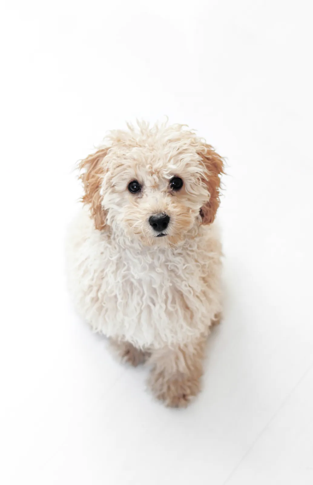 Puppy's first gentle grooming session at Highland Paws