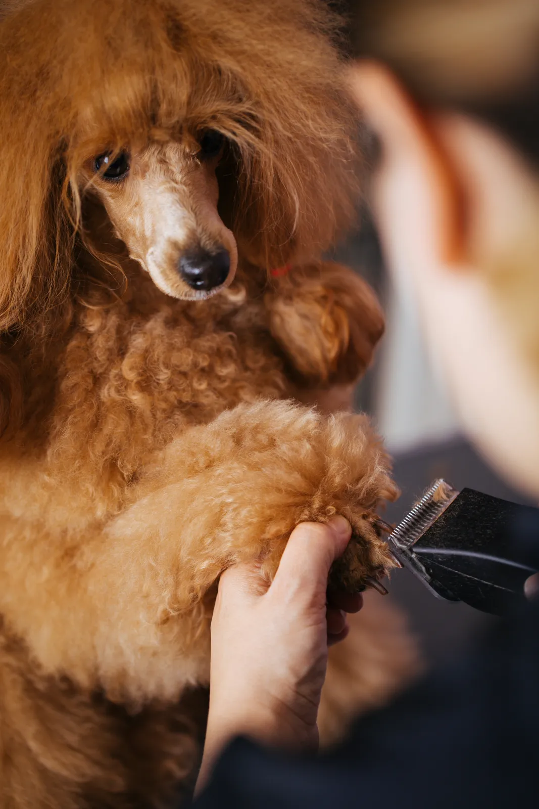 Gentle nail trimming and filing for dogs at Highland Paws