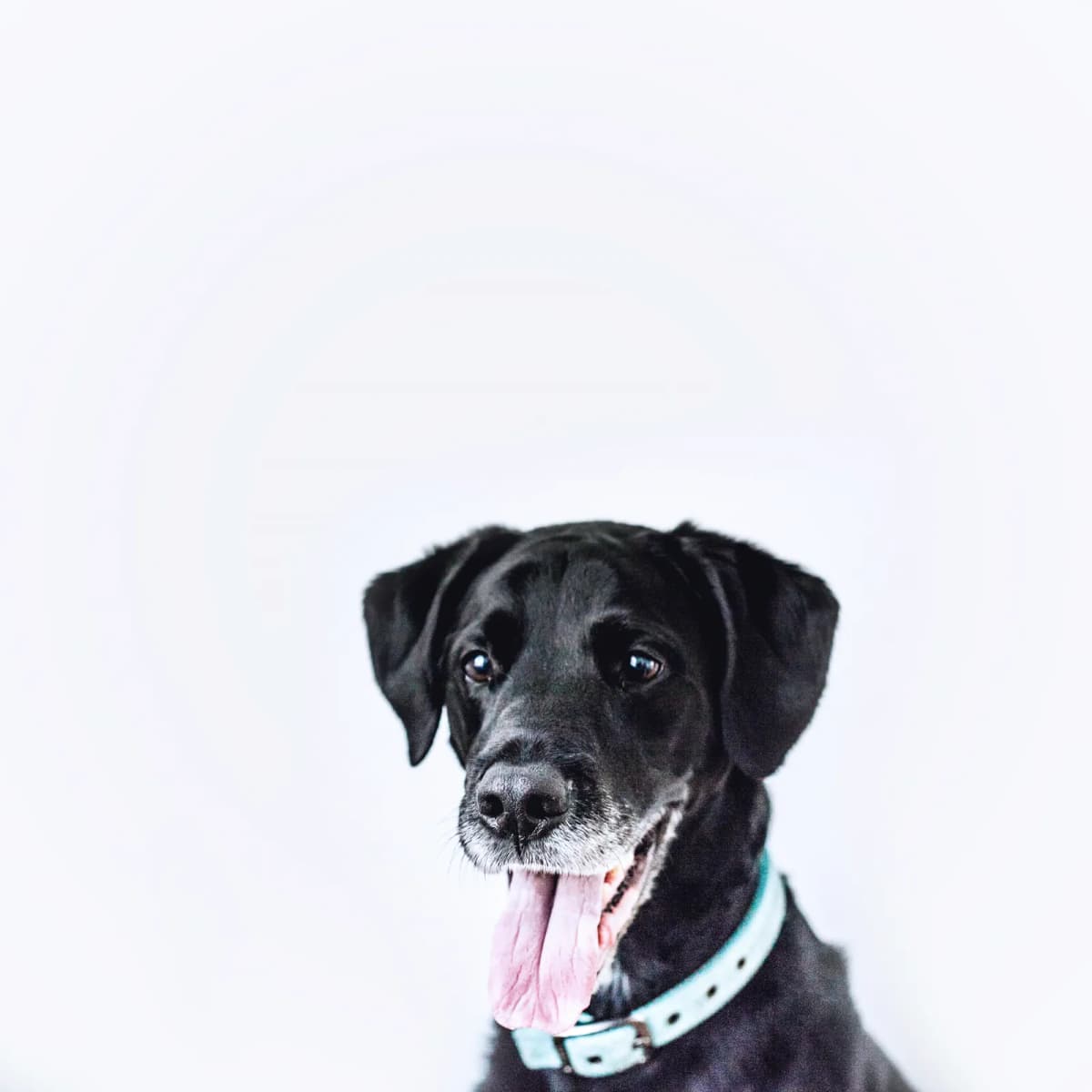 Dog teeth brushing with enzymatic toothpaste at Highland Paws