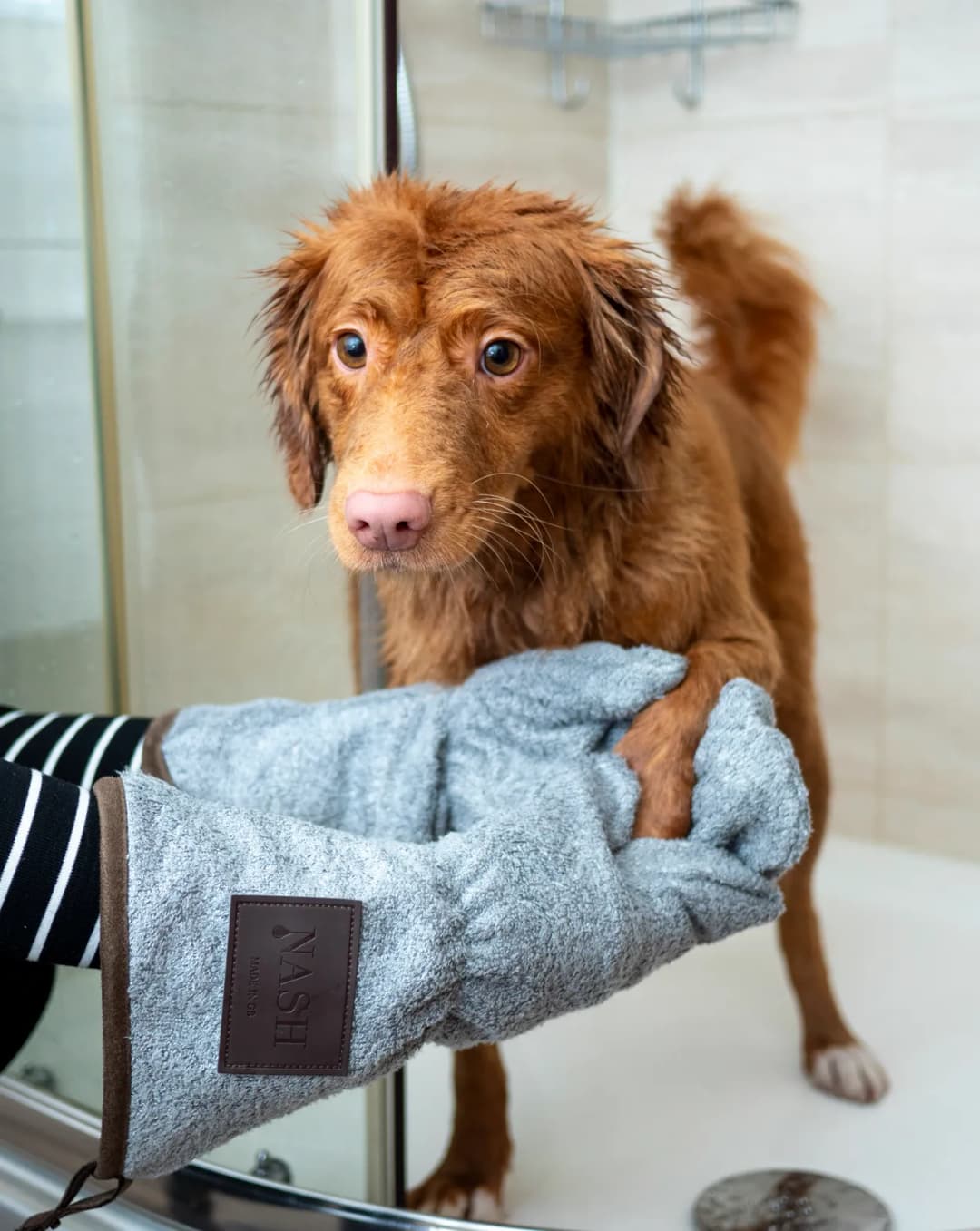 De-shedding treatment for heavy-shedding dogs at Highland Paws